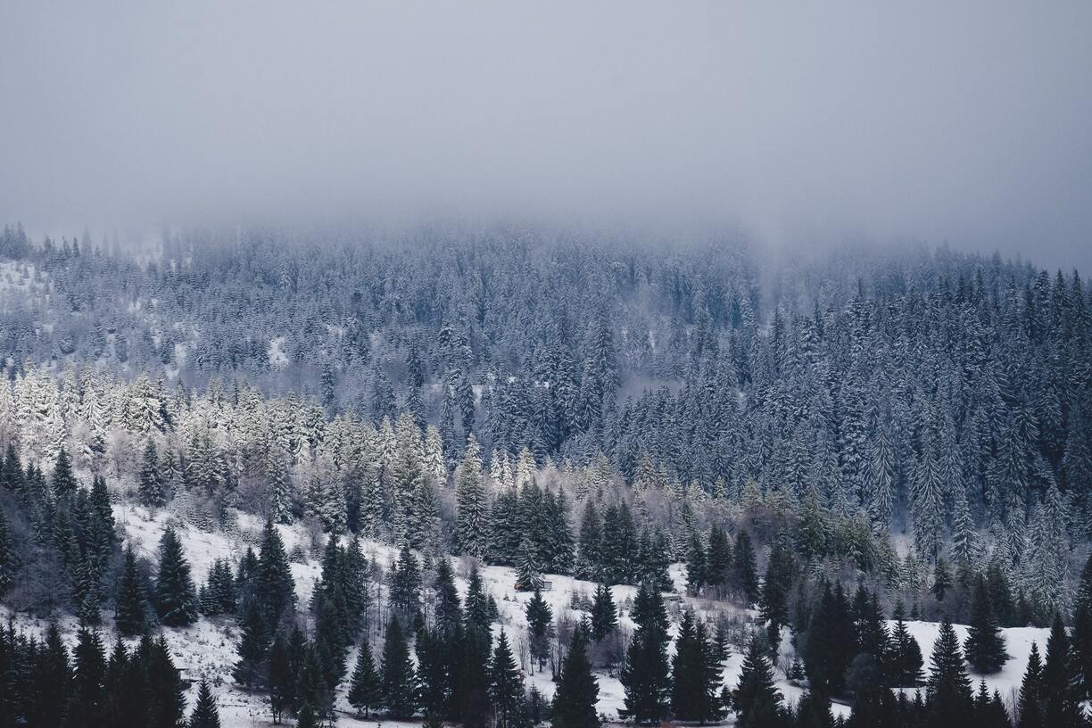 forêt de sapin
