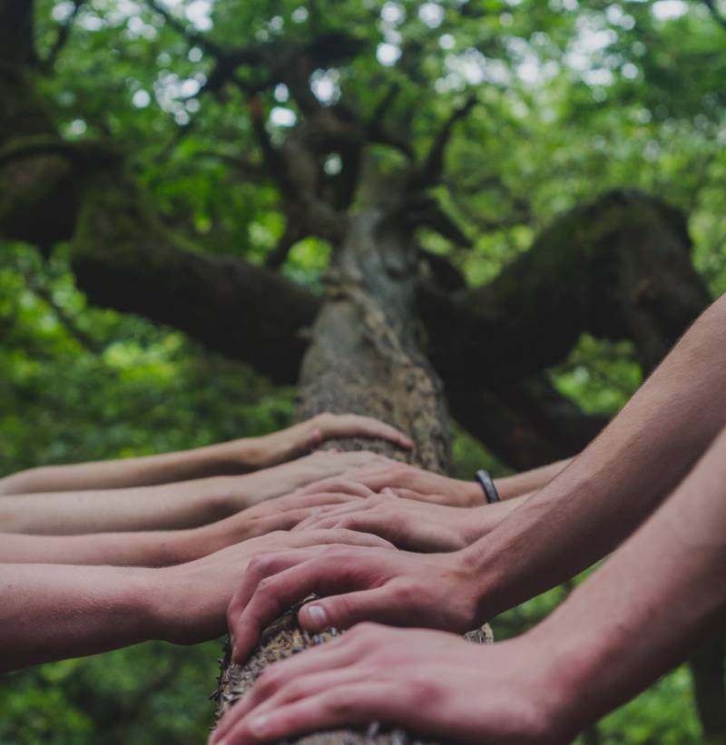 Photo de plusieurs mains réunies sur un tronc d'arbre.